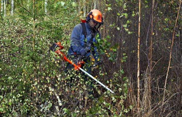 SLC - Ungskog