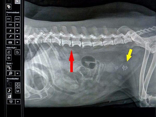 SLC - Veterinar