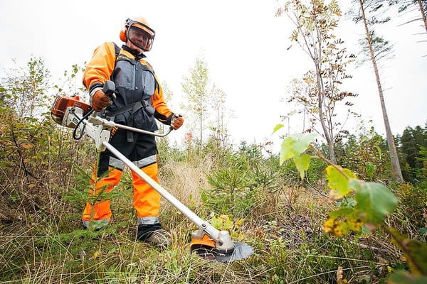 SLC - Vid Plantskogsvarden Kan Man Lamna Plats For Lovtrad Bild Skogscentralen