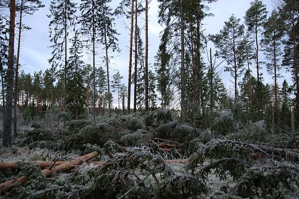 SLC - Vindfallen I Satakunta 4 11 2024 Bild Jani Leivo Skogscentralen