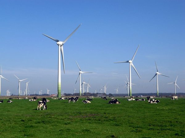 SLC - Windpark Mit Kuehen Quer