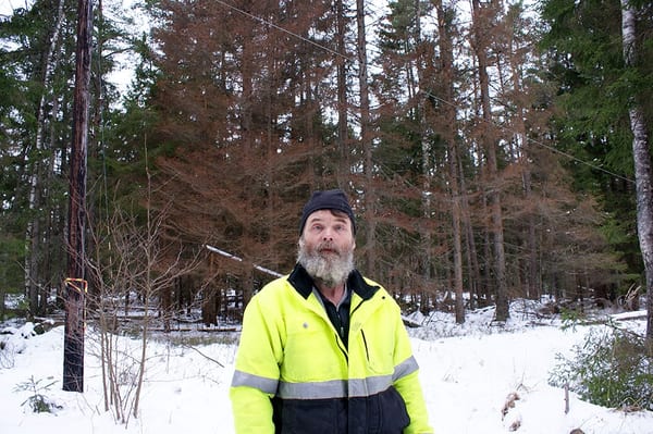 SLC - Barkborre Alfrida 1 Webben