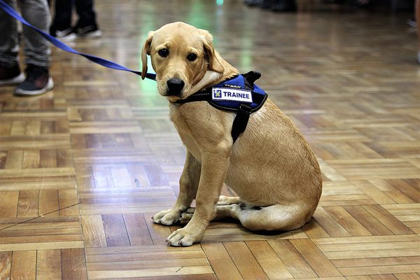 SLC - Tullhund1