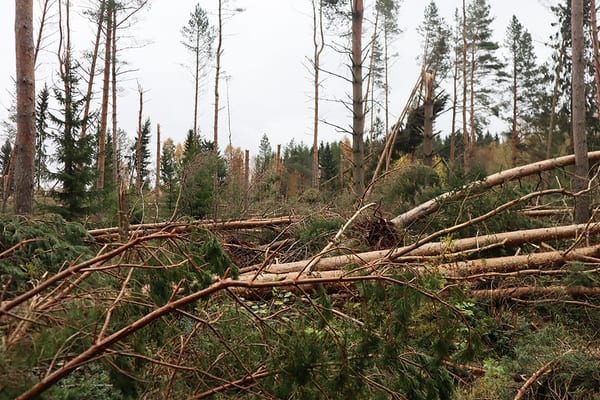 SLC - Forebygga Stormskador 1 B Webben