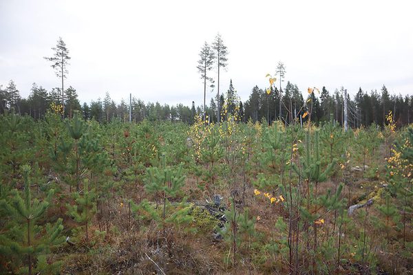 SLC - Skogsfornyelse 1 A Webben
