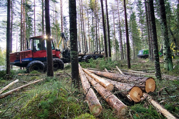 SLC - Abolands Skog 01